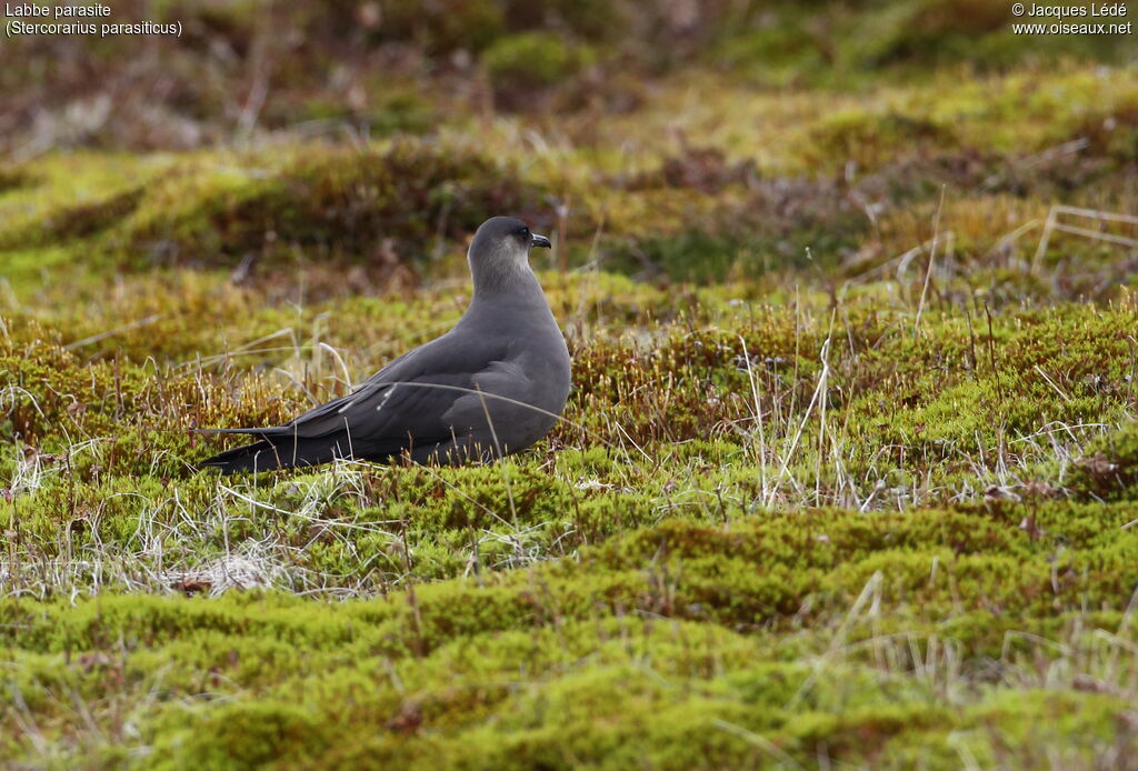 Parasitic Jaeger