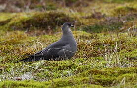 Parasitic Jaeger