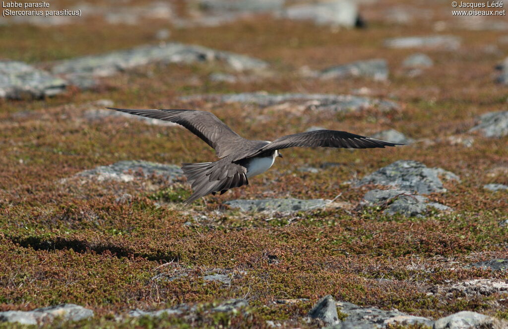 Parasitic Jaeger