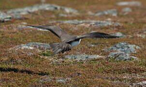 Parasitic Jaeger