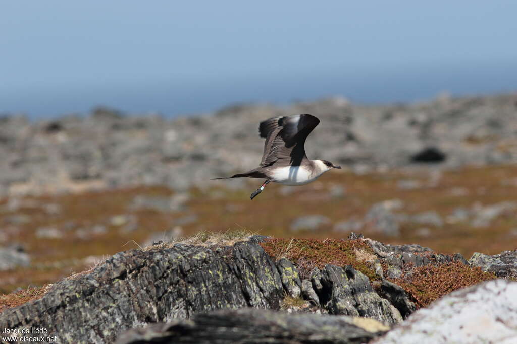 Parasitic Jaegeradult breeding, pigmentation, Flight