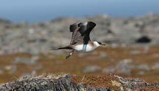 Parasitic Jaeger