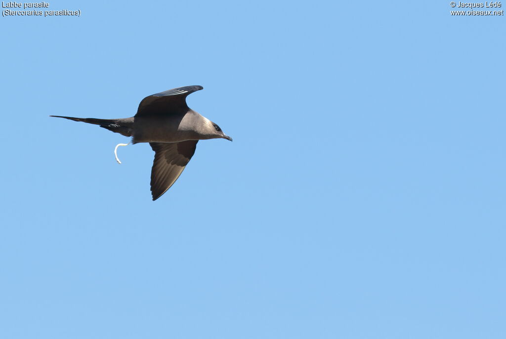 Parasitic Jaeger