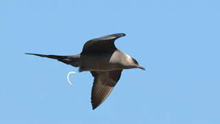 Parasitic Jaeger