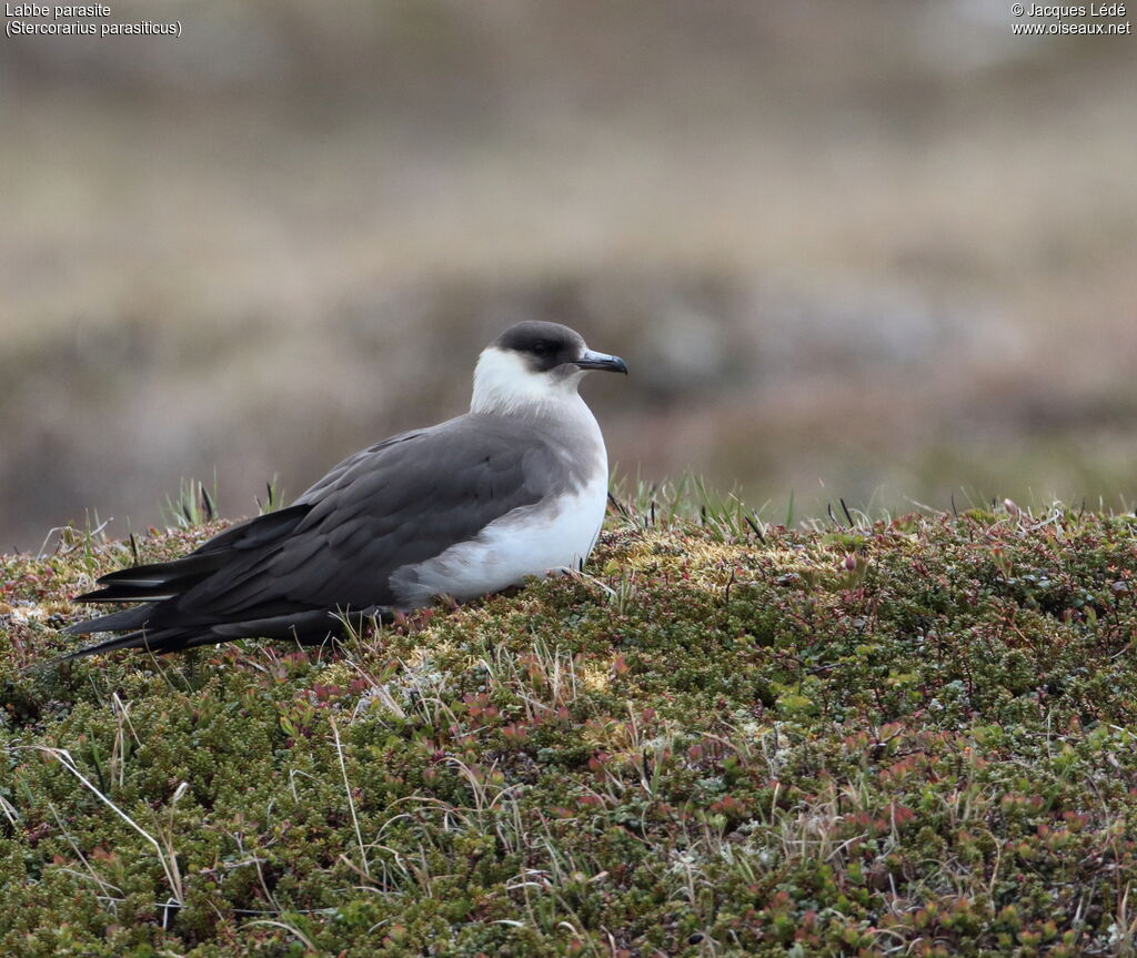 Parasitic Jaeger