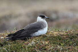 Parasitic Jaeger