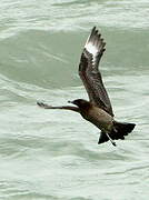 Parasitic Jaeger