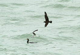 Parasitic Jaeger