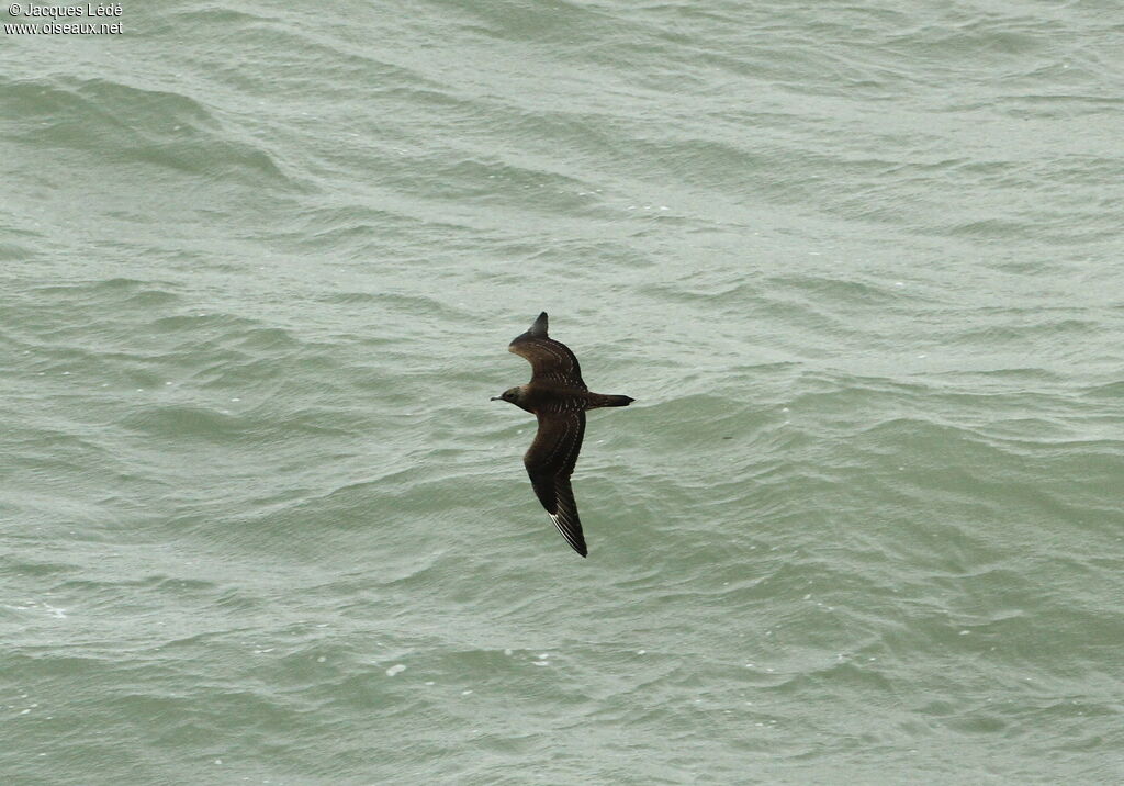 Parasitic Jaeger