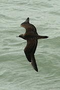 Parasitic Jaeger