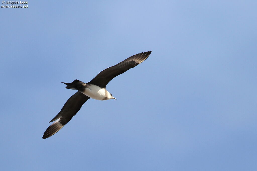 Parasitic Jaeger