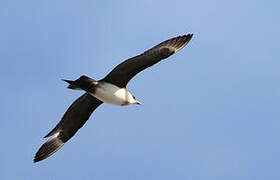 Parasitic Jaeger