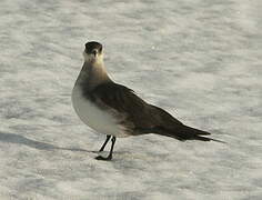 Parasitic Jaeger