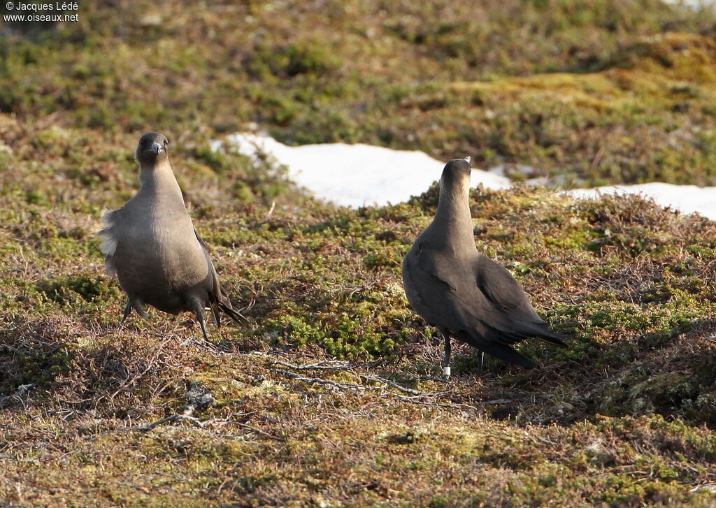 Parasitic Jaeger