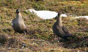 Parasitic Jaeger