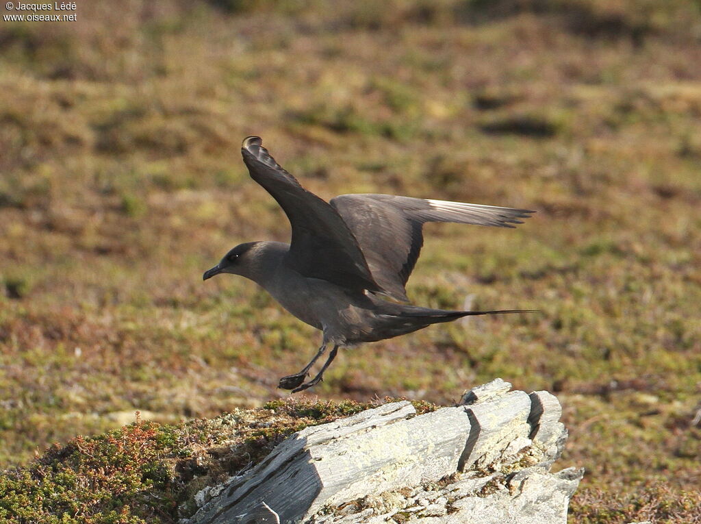 Parasitic Jaeger