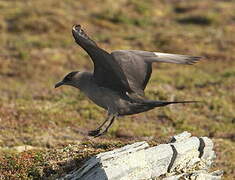 Parasitic Jaeger