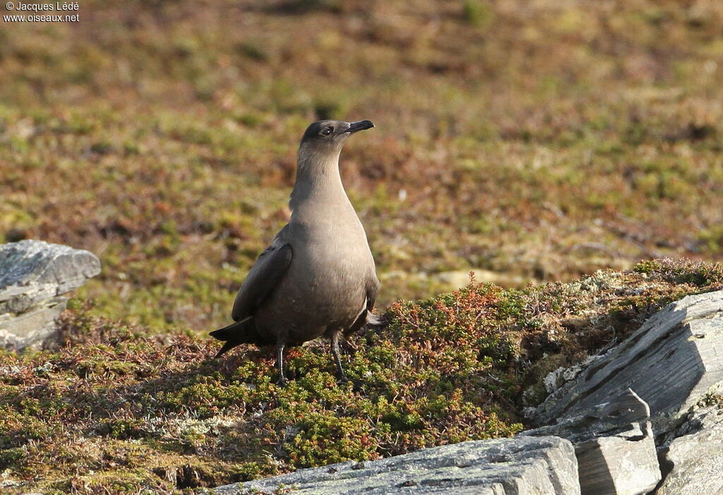 Parasitic Jaeger