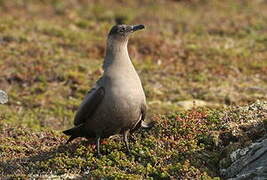 Parasitic Jaeger