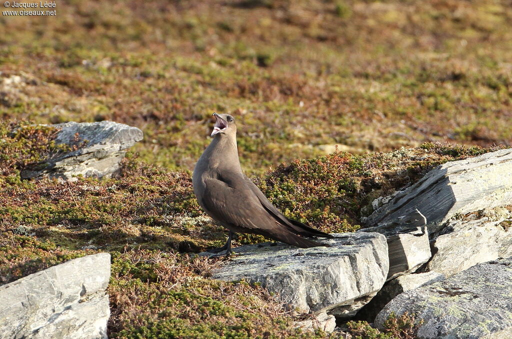 Parasitic Jaeger