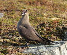 Parasitic Jaeger