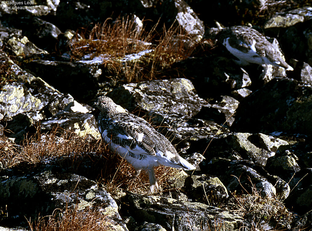 Lagopède alpin