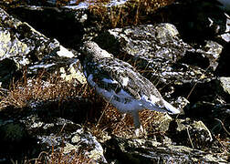 Rock Ptarmigan