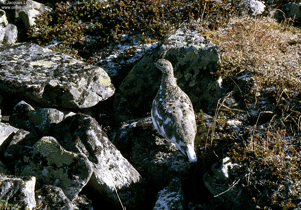 Lagopède alpin