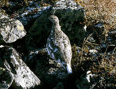 Rock Ptarmigan