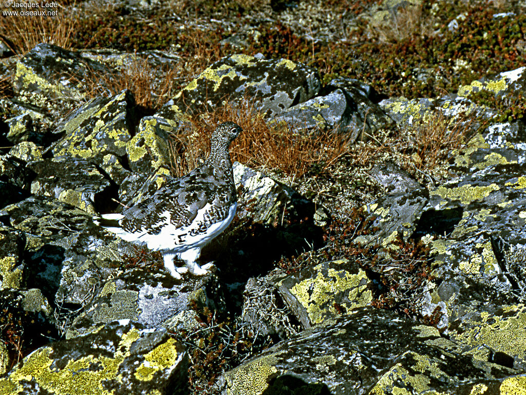 Rock Ptarmigan