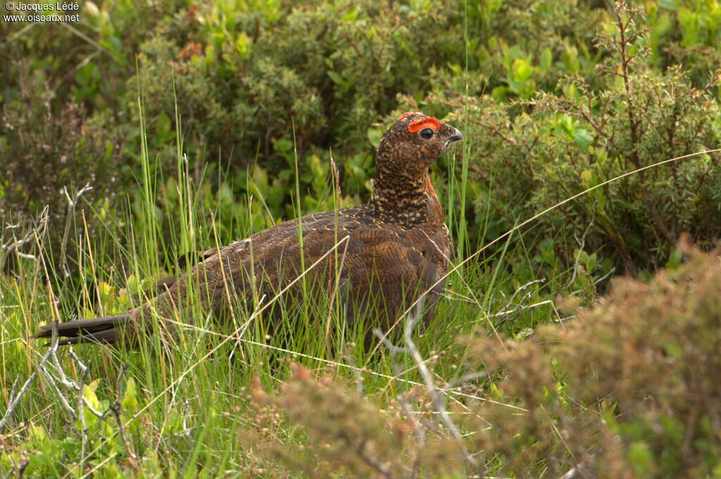 Willow Ptarmigan (scotica) male