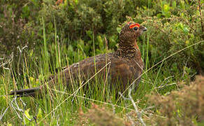 Willow Ptarmigan (scotica)