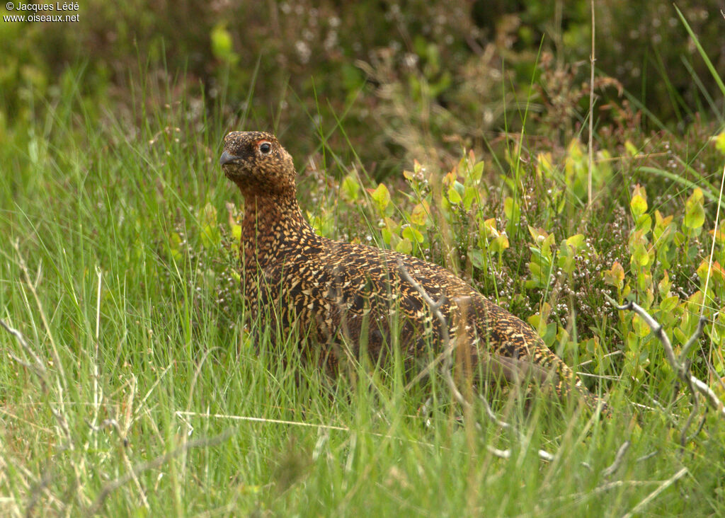 Red Grouse female