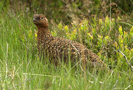 Willow Ptarmigan (scotica)