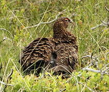 Willow Ptarmigan (scotica)