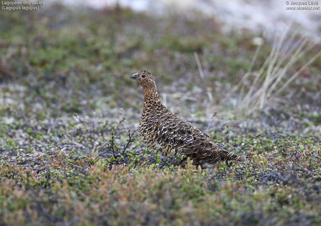 Willow Ptarmigan