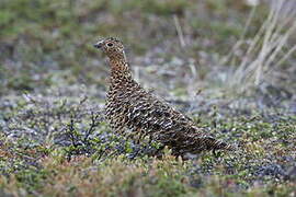 Willow Ptarmigan