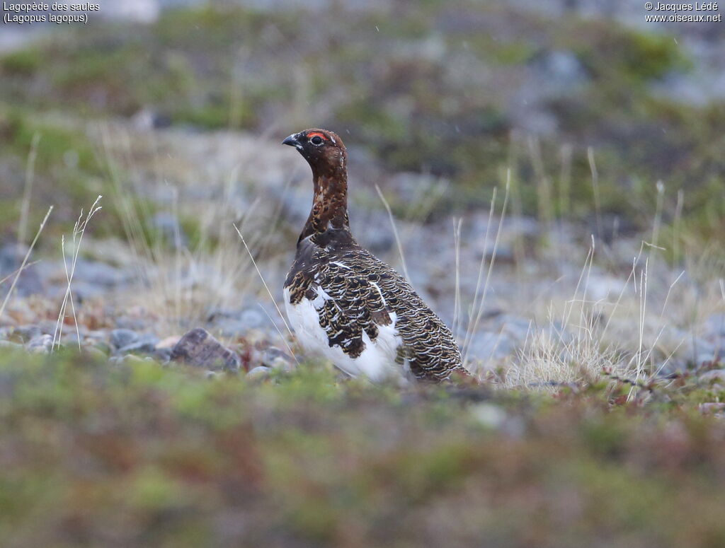 Willow Ptarmigan