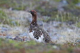 Willow Ptarmigan