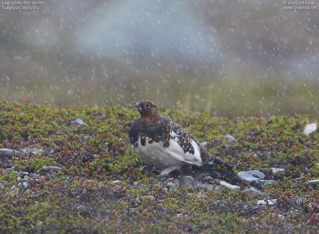 Willow Ptarmigan