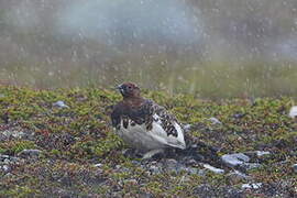 Willow Ptarmigan