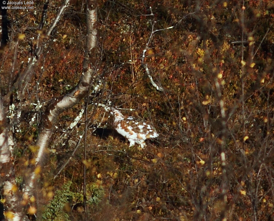 Willow Ptarmigan