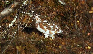 Willow Ptarmigan