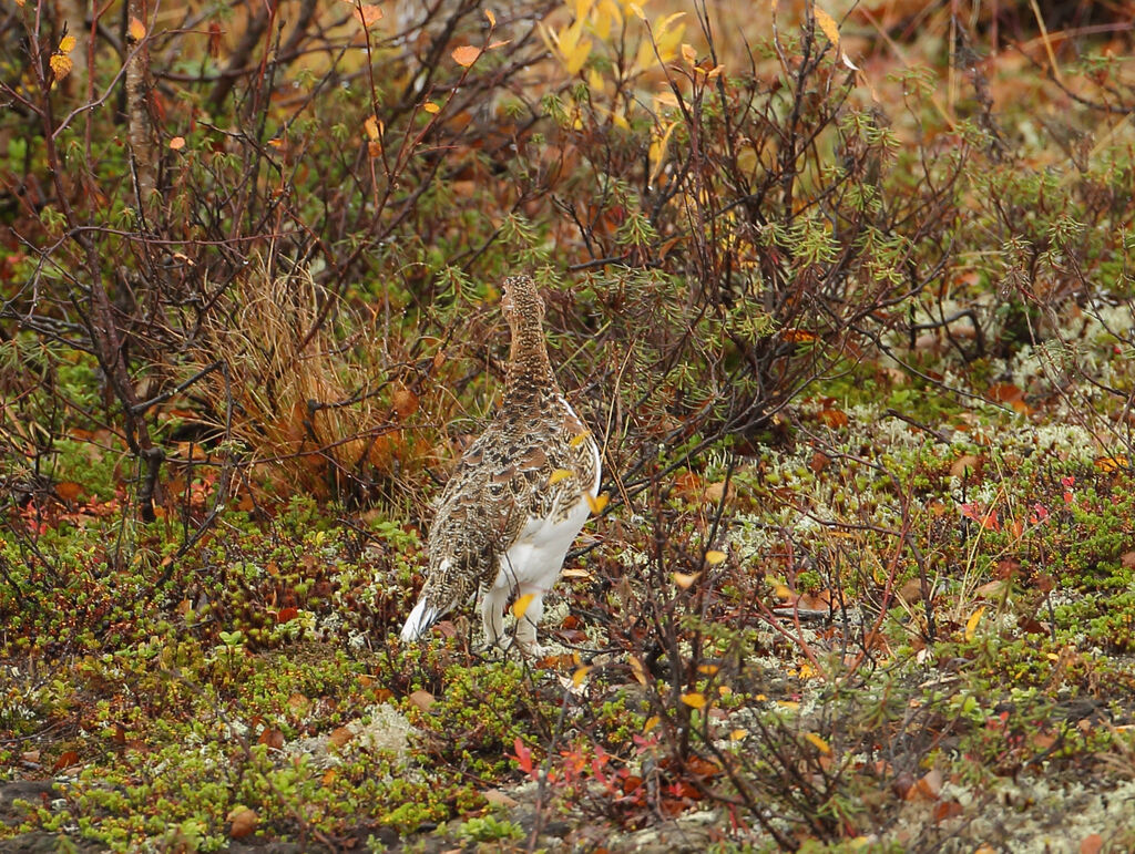 Willow Ptarmigan