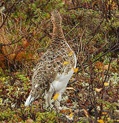 Willow Ptarmigan