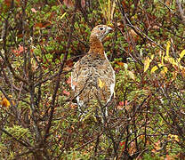 Willow Ptarmigan