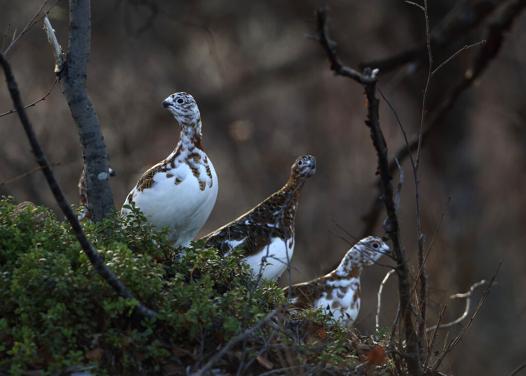 Willow Ptarmigan