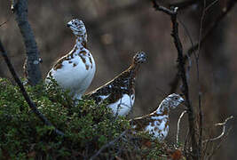 Willow Ptarmigan