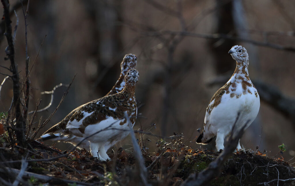 Willow Ptarmigan