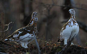 Willow Ptarmigan